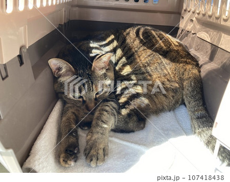 猫のキャリアの中で眠るキジトラの猫ちゃんです。 107418438