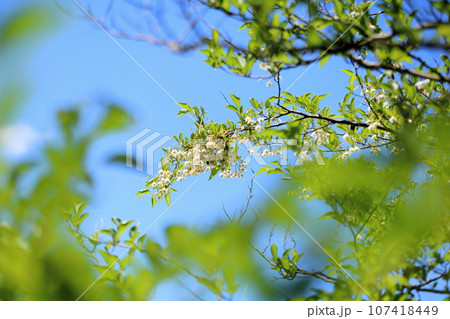 爽やか エゴノキの花 爽やか エゴノキの花 107418449