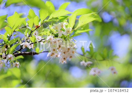 爽やか　エゴノキの花 107418452