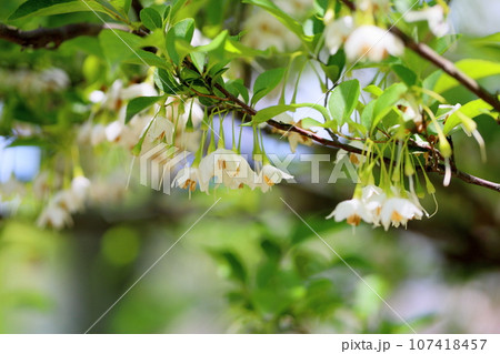 爽やか エゴノキの花 爽やか エゴノキの花 107418457