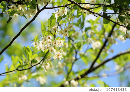爽やか エゴノキの花 爽やか エゴノキの花 107418458