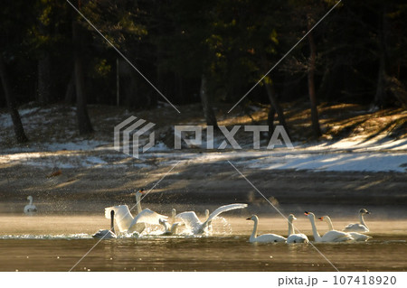 猪苗代湖の白鳥 107418920