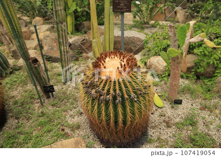 サボテン 107419054