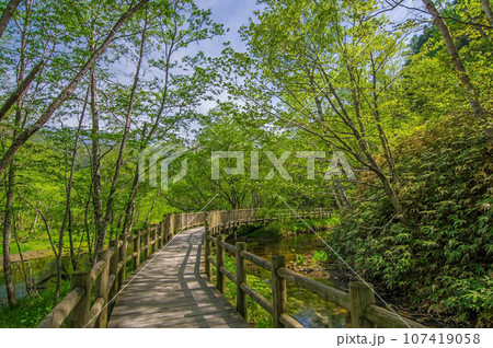 【鮮やかな新緑の探索路】初夏の上高地 107419058