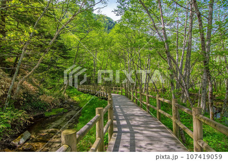 【鮮やかな新緑の探索路】初夏の上高地 107419059
