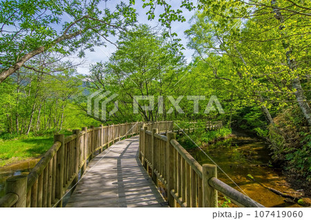 【鮮やかな新緑の探索路】初夏の上高地 107419060