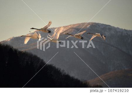猪苗代湖の白鳥 猪苗代湖の白鳥 107419210