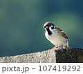 日なたぼっこしながら何かを見つめているスズメ 107419292