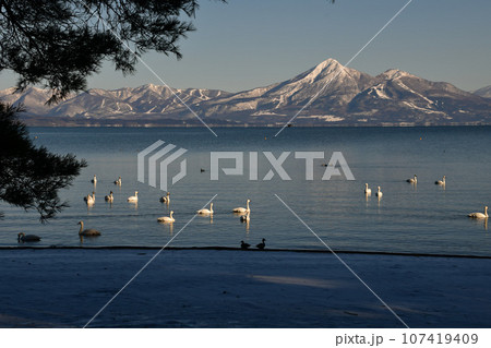 猪苗代湖の白鳥 107419409
