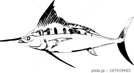 カジキマグロの魚拓のイラスト 107419485