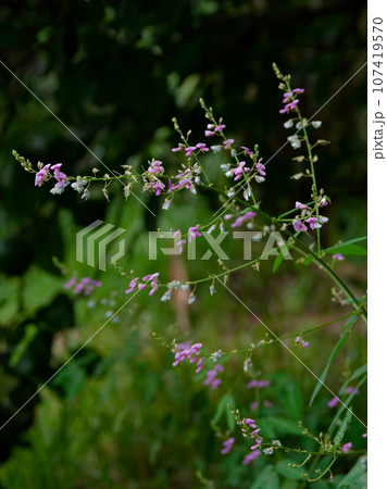 マメ科ヌスビトハギの花穂 107419570