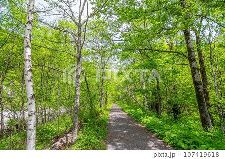 初夏の上高地【鮮やかな新緑のウォーキングコース】 107419618
