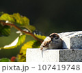 風をよけ日なたぼっこしているスズメ 107419748