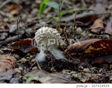きのこワールド　テングタケ科シロオニタケの付着する気中菌糸 107419939