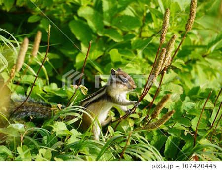 冬備えに忙しい、大雪山のシマリス 107420445