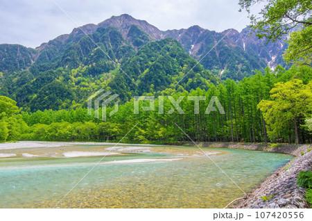 【鮮やかな新緑　梓川沿いのカラマツ】初夏の上高地 107420556