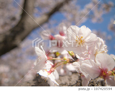 桜の木　ソメイヨシノ 107420594