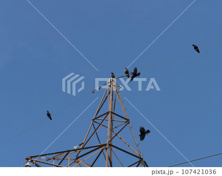 送電塔の電線に止まるカラスの群れ 送電塔の電線に止まるカラスの群れ 107421036