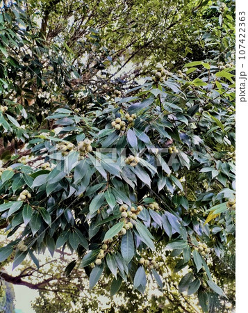 実のなるどんぐりの木 107422363