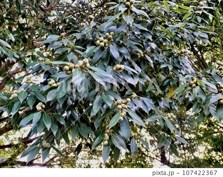 実のなるどんぐりの木 実のなるどんぐりの木 107422367