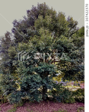 実のなるどんぐりの木 実のなるどんぐりの木 107422370