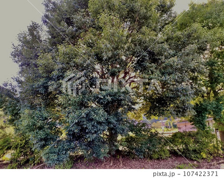 実のなるどんぐりの木 107422371