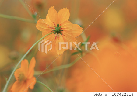 キバナコスモス キバナコスモス 107422513