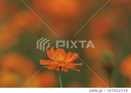 キバナコスモスの花のある風景 キバナコスモスの花のある風景 107422518