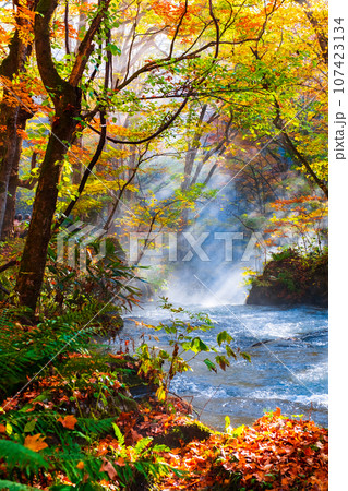 奥入瀬渓流（秋） 107423134