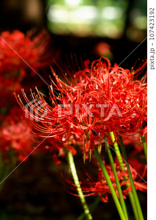 彼岸花 107423192