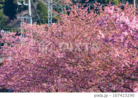早春の伊豆河津　満開の河津桜 107423290