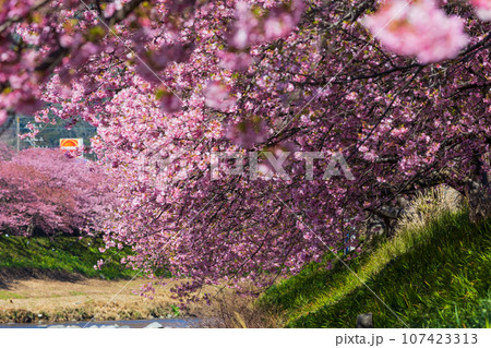 早春の伊豆河津　満開の河津桜 107423313