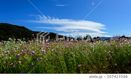 風になびくコスモス畑と青空　岩手県　御所湖広域公園 107423586