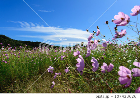 風になびくコスモス畑と青空　岩手県　御所湖広域公園 107423626