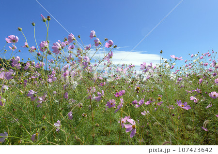 風になびくコスモス畑と青空 岩手県 御所湖広域公園 風になびくコスモス畑と青空 岩手県 御所湖広域公園 107423642