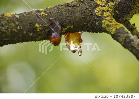 Sap flows from a branch of a cherry tree Sap flows from a branch of a cherry tree 107423887