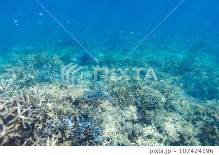 沖縄フォト　宮古島ブルーの大神島周辺の珊瑚礁 107424196