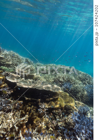 沖縄フォト　宮古島ブルーの大神島周辺の珊瑚礁 107424202