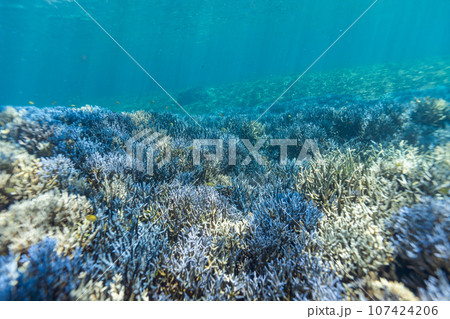 沖縄フォト　宮古島ブルーの大神島周辺の珊瑚礁 107424206