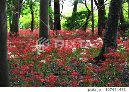 赤と白の彼岸花 千葉県松戸市の祖光院 赤と白の彼岸花 千葉県松戸市の祖光院 107424438