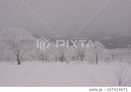 北海道バックカントリー　霧の中に咲く冬の雪桜 107424671