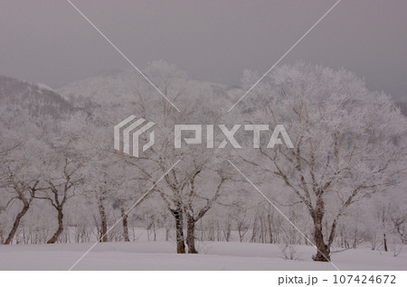 北海道バックカントリー 霧の中に咲く冬の雪桜 北海道バックカントリー 霧の中に咲く冬の雪桜 107424672