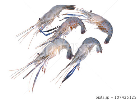 fresh shrimp prawn isolated on white background fresh shrimp prawn isolated on white background 107425125