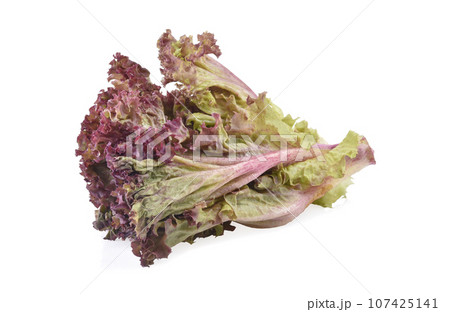 Red oak lettuce on white background. 107425141