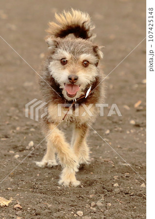 向かってくる犬 107425148