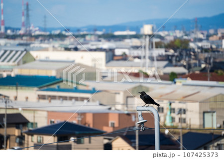 北陸新幹線の架線の支柱で羽を休めるカラス｜害鳥イメージ 107425373