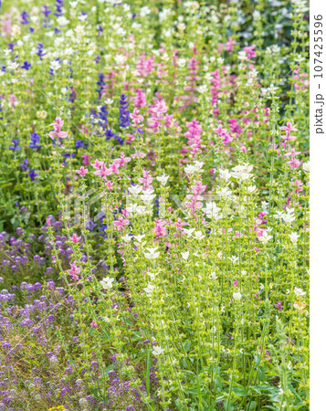 White purple pink flowers salvia shiny colorful in meadow 107425596