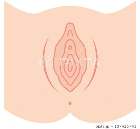 女性生殖器の説明図 膣 女性生殖器の説明図 膣 107425743