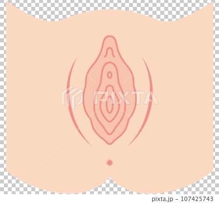 女性生殖器の説明図 膣 女性生殖器の説明図 膣 107425743