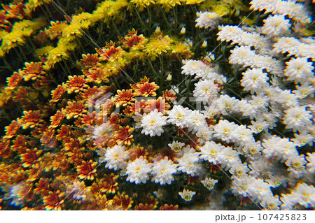ゆりの里公園の花壇とカラフルな花々 107425823
